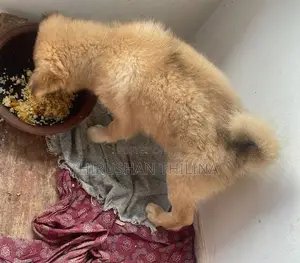 Lion Pomeranian Puppy