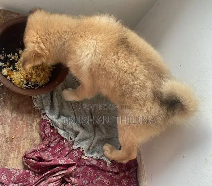 Lion Pomeranian Puppy