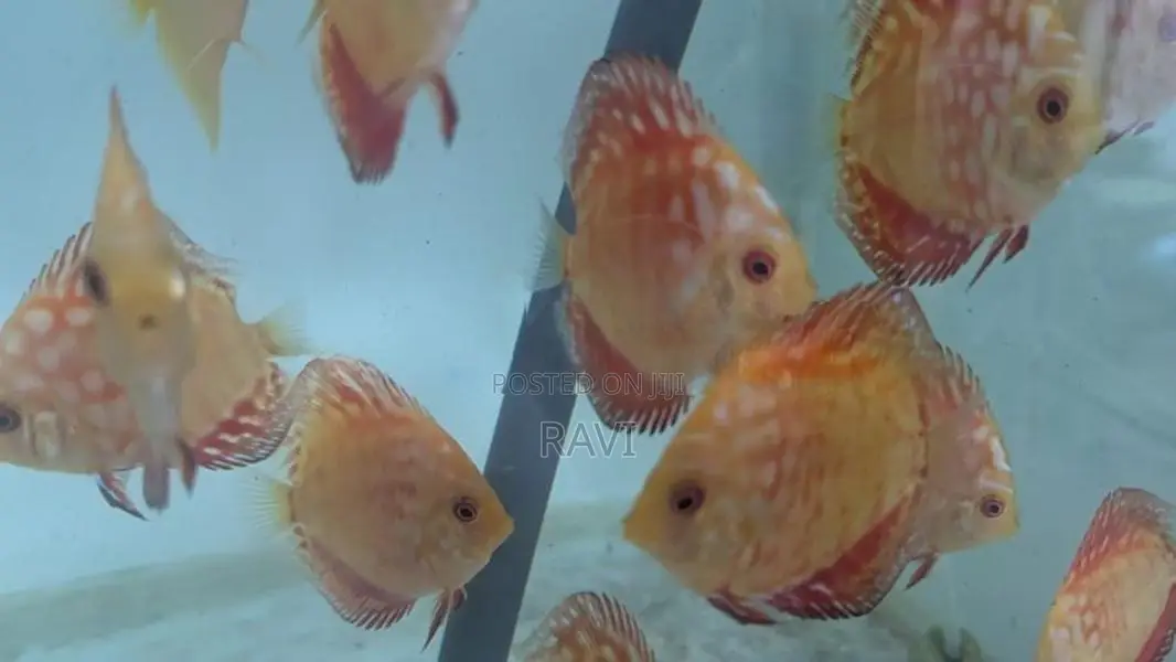 Red Panda Discus fish