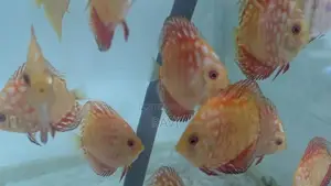 Red Panda Discus fish