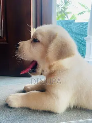 Labrador Puppy