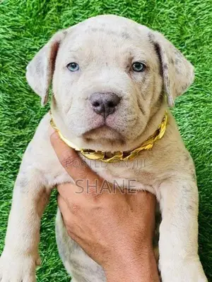 American Bully Puppies