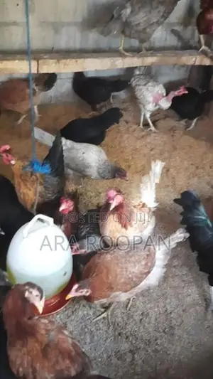 நாட்டு கோழி பேடு சேவல்