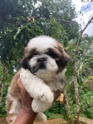 Shihtzu Puppies