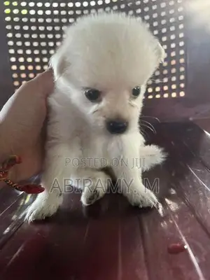 Pomeranian Puppy