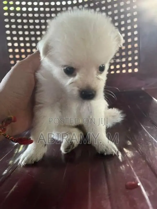 Pomeranian Puppy
