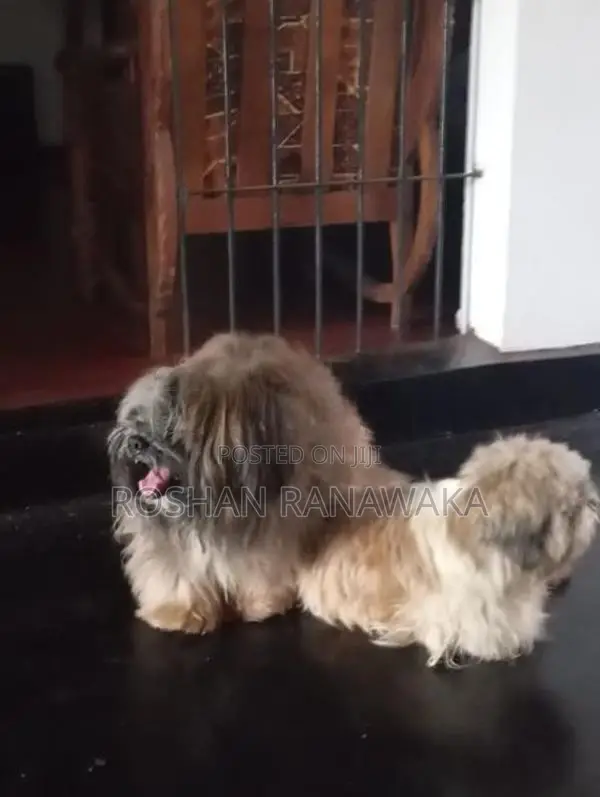 Shih Tzu Puppies