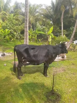 කිරි ගවයින්