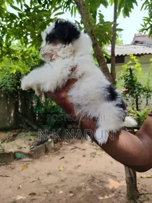 Shih Tzu Puppy