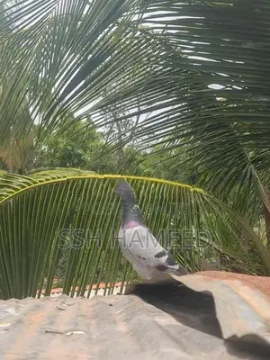 Timing Pigeons