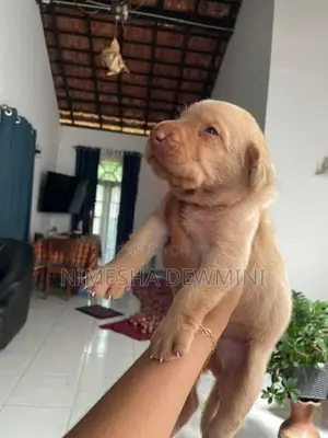 Labrador Puppies