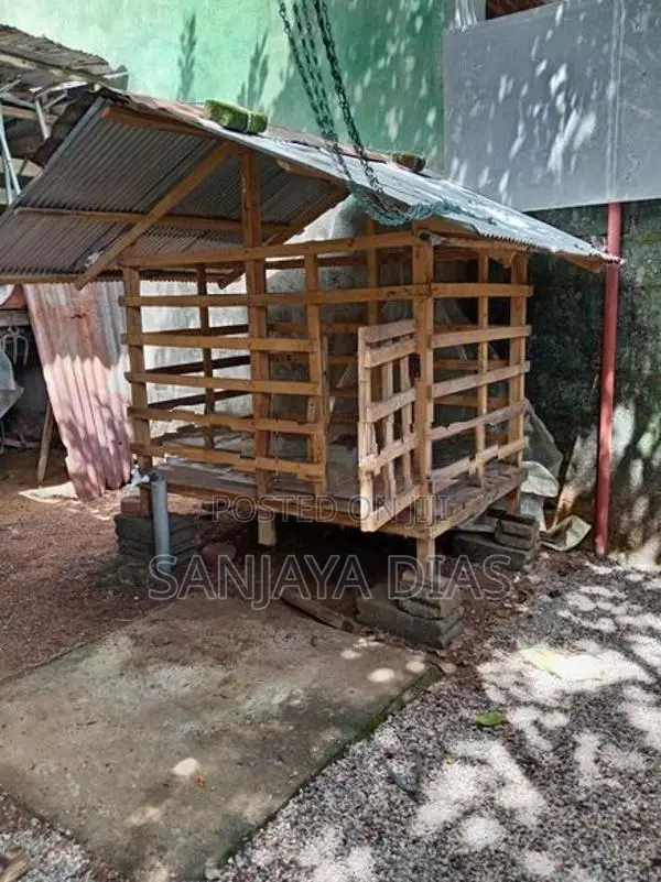 Dog Cage
