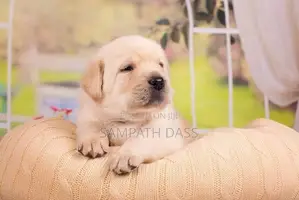 Labrador Puppies (Pure Breed)