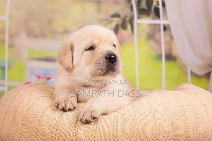 Labrador Puppies (Pure Breed)