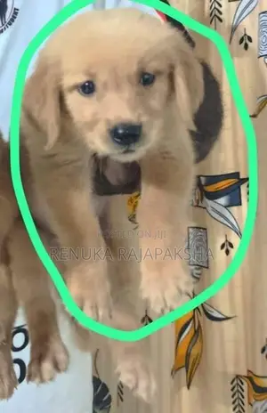 Ckc - Golden Retriever