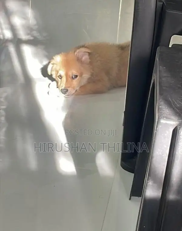 Lion Pomeranian Puppy