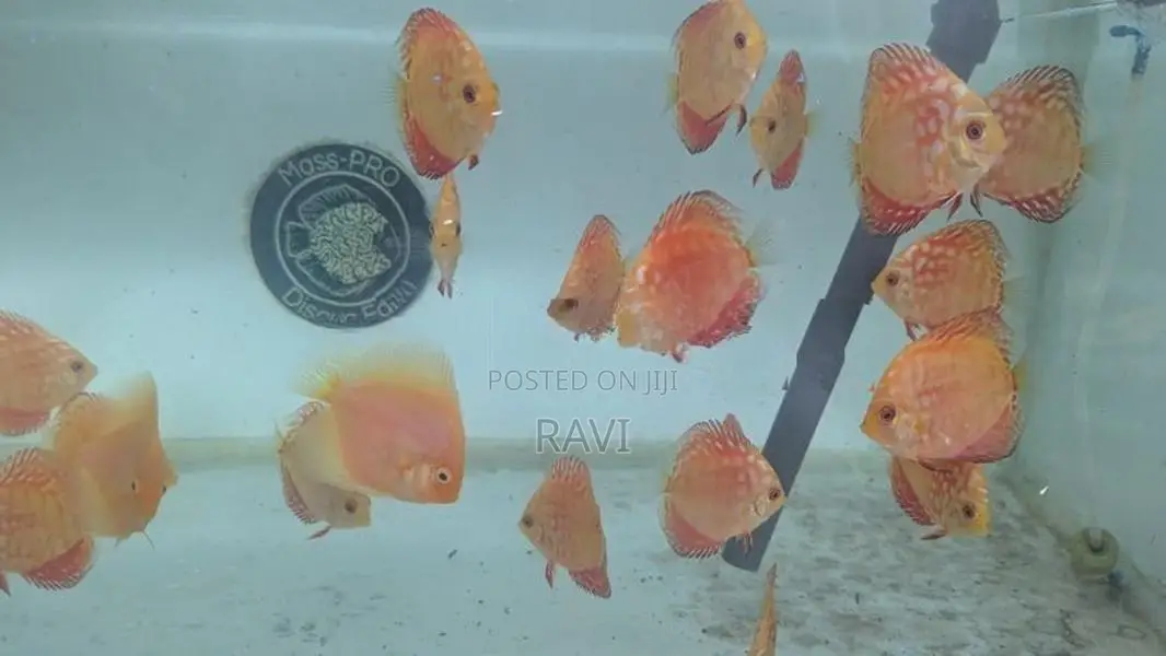 Red Panda Discus fish