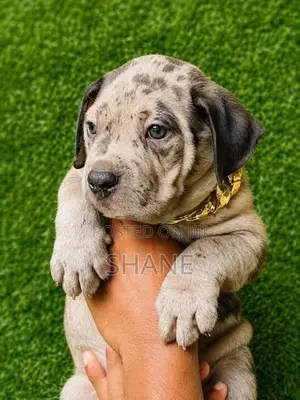American Bully Puppies