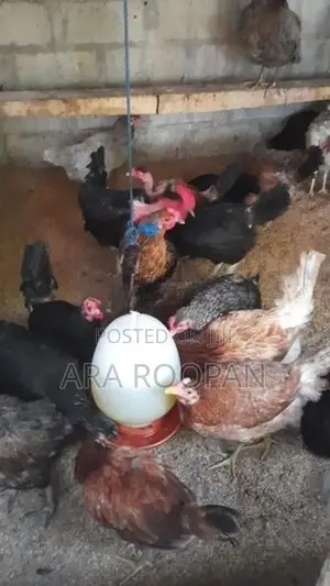 நாட்டு கோழி பேடு சேவல்