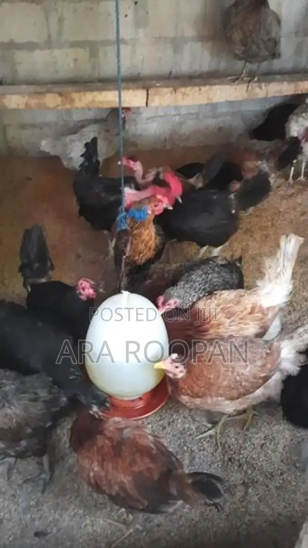 நாட்டு கோழி பேடு சேவல்