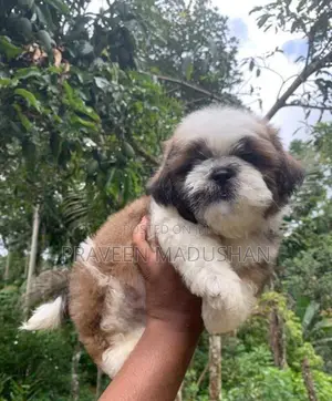 Shihtzu Puppies