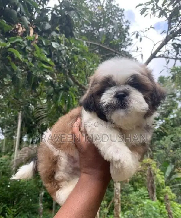 Shihtzu Puppies