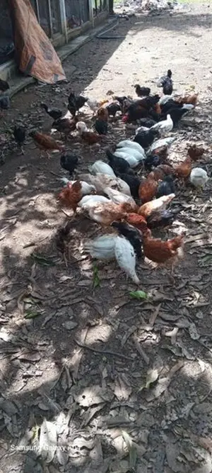 Country Chicks