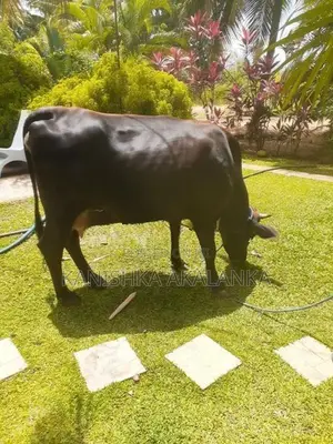 කිරි ගවයින්