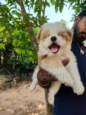 Shih Tzu Puppy