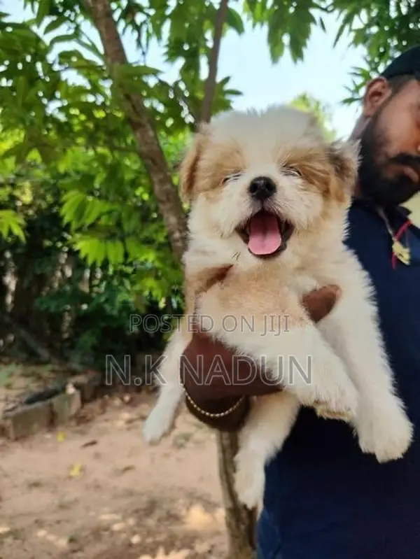 Shih Tzu Puppy