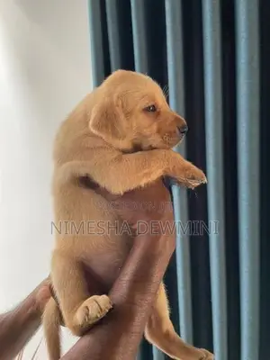 Labrador Puppies