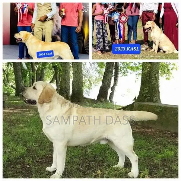 Labrador Puppies (Pure Breed)