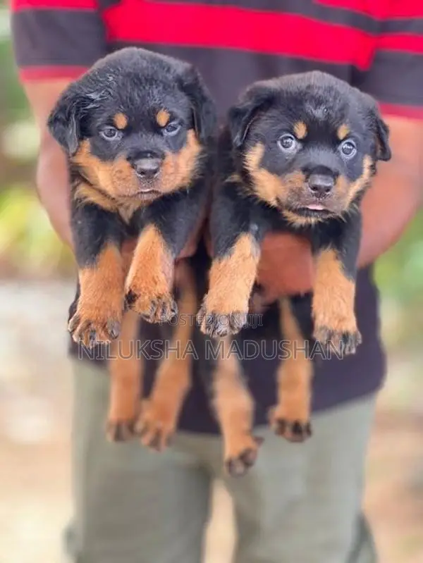 Rottweiler Puppies