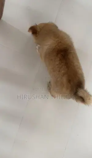 Lion Pomeranian Puppy