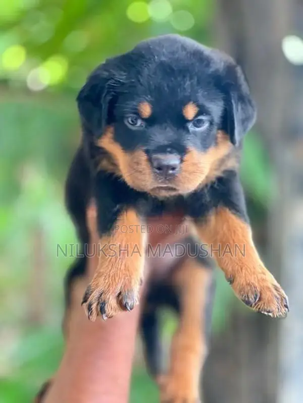 Rottweiler Puppies