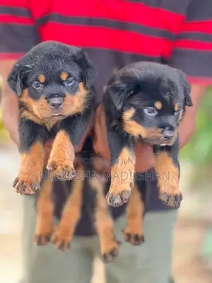 Rottweiler Puppies
