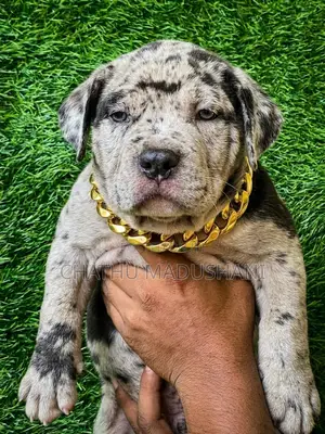 1-3 months Female Purebred American Bully