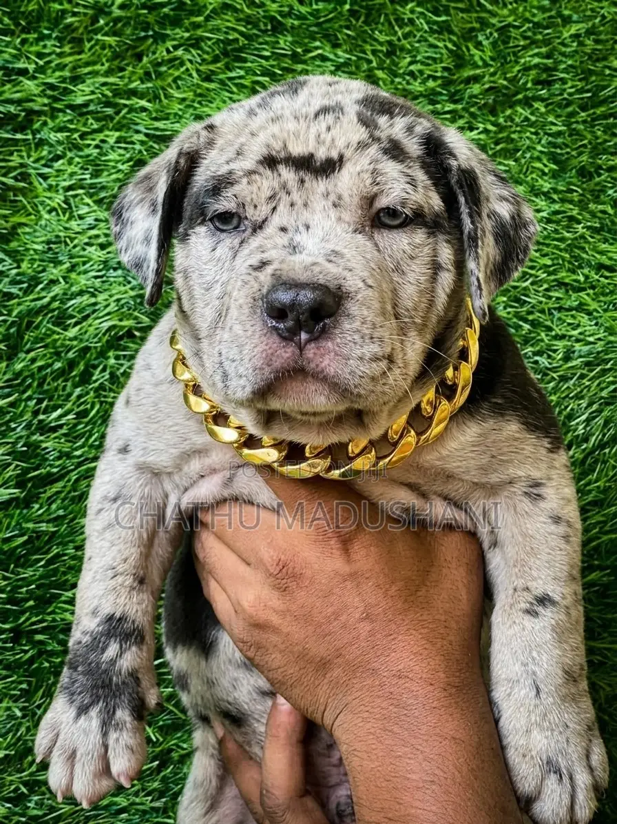 1-3 months Female Purebred American Bully
