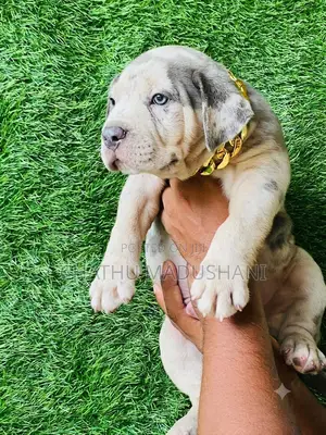 1-3 months Female Purebred American Bully