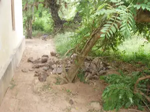 Land With a House for Sale