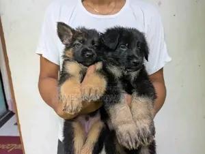 0-1 month Male Purebred German Shepherd