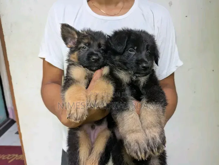 0-1 month Male Purebred German Shepherd