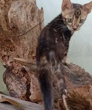 bengali cats