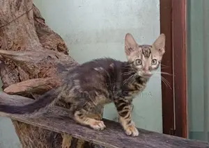 bengali cats