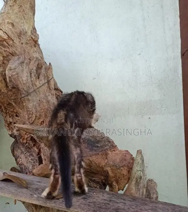 bengali cats
