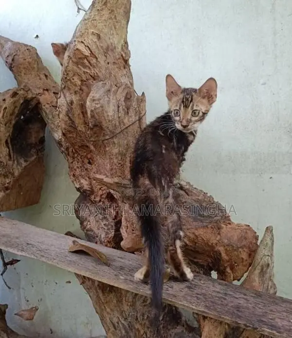 bengali cats