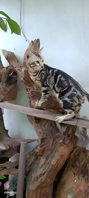 bengali cats