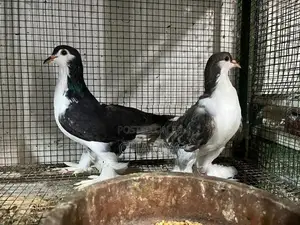 Pigeon