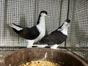 Pigeon