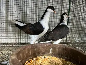 Pigeon